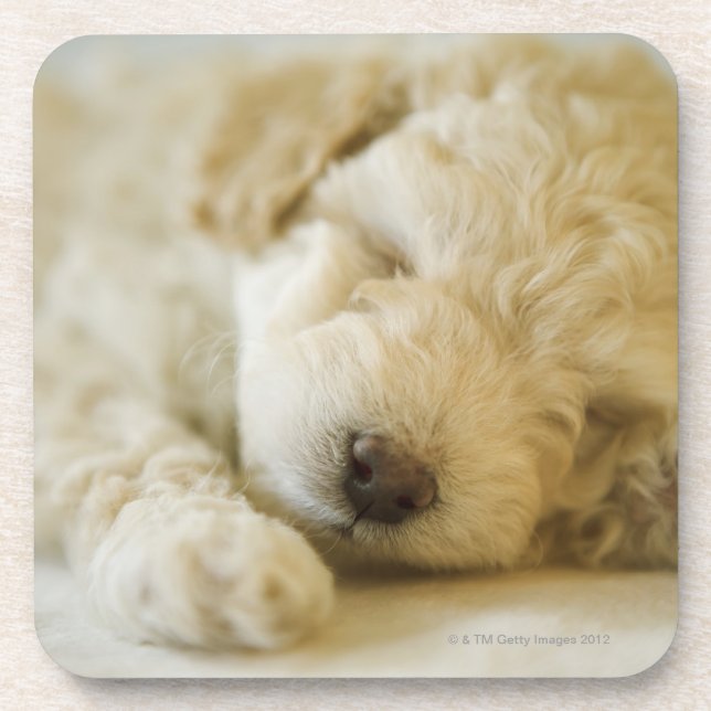 Sleeping Poodle puppy 2 Coaster (Front)