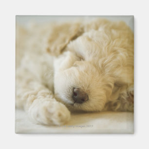 Sleeping Poodle puppy 2 Magnet