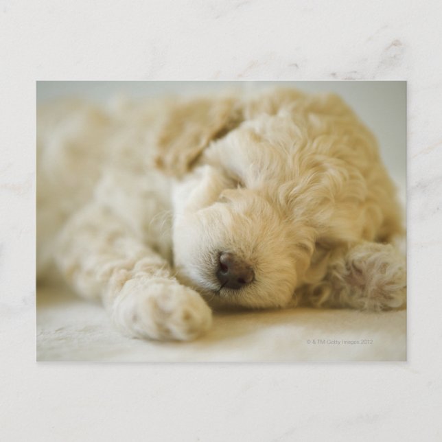 Sleeping Poodle puppy 2 Postcard (Front)