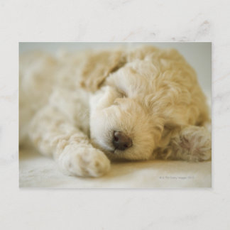 Sleeping Poodle puppy 2 Postcard