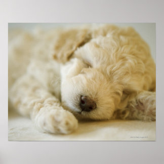 Sleeping Poodle puppy 2 Poster
