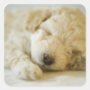 Sleeping Poodle puppy 2 Square Sticker