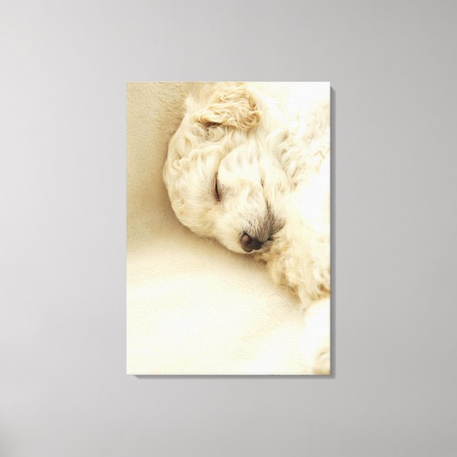 Sleeping Poodle puppy Canvas Print (Front)