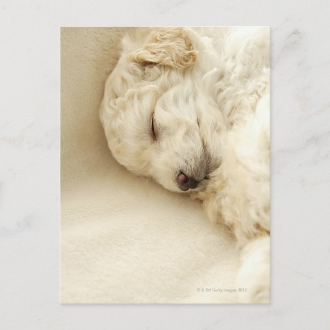 Sleeping Poodle puppy Postcard (Front)