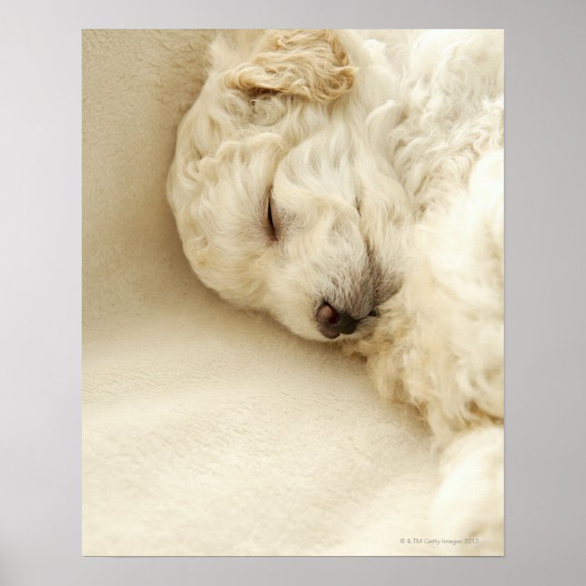 Sleeping Poodle puppy Poster (Front)