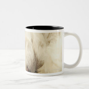 Sleeping Poodle puppy Two-Tone Coffee Mug