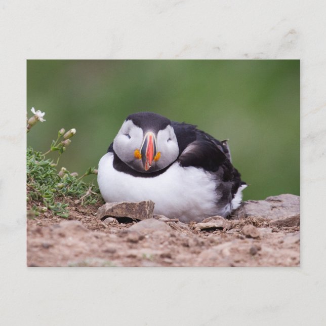 Sleeping Puffin Postcard (Front)