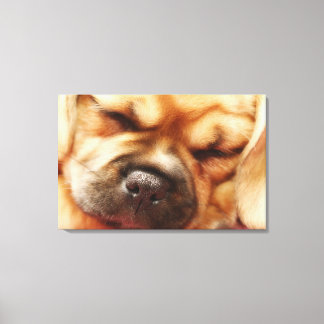 Sleeping Pugalier Puppy Close up Canvas Print
