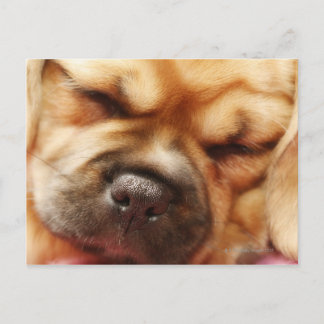 Sleeping Pugalier Puppy Close up Postcard