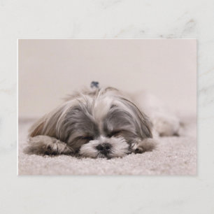 Sleeping Puppy Postcard