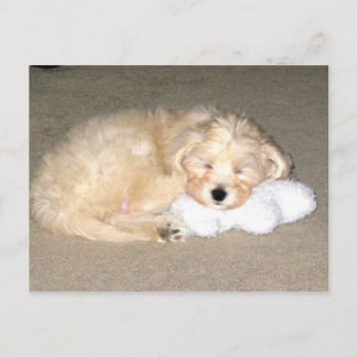Sleeping puppy postcard