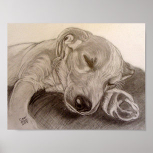 Sleeping Puppy Poster