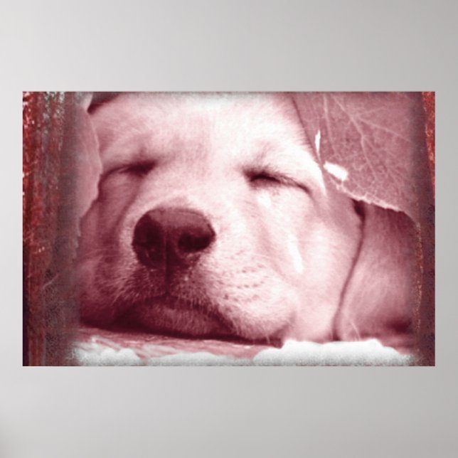 Sleeping Puppy Poster (Front)