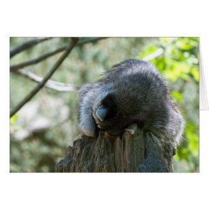 Sleeping Racoon Greeting Card
