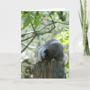 Sleeping Racoon Greeting Card