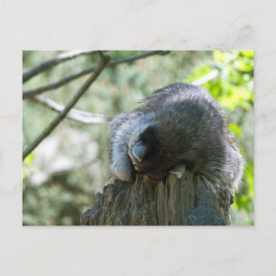 Sleeping Racoon Postcards