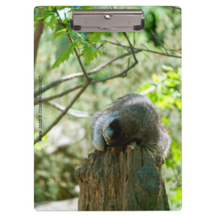 Sleeping Racoon Stickers Clipboard