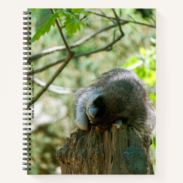 Sleeping Racoon Stickers Notebook (Front)