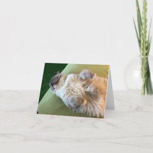 Sleeping Ragdoll Kitty Get Well card