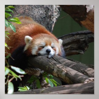 Sleeping Red Panda Poster