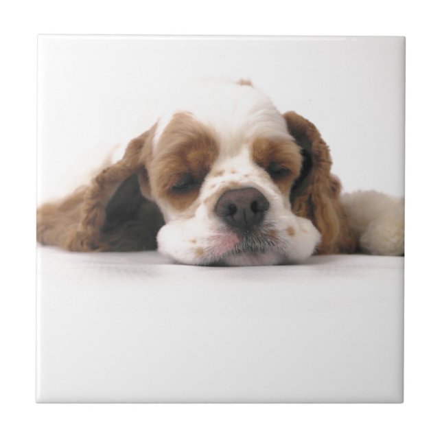 Sleeping Red/White Cocker Spaniel Tile (Front)