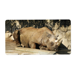 Sleeping Rhino