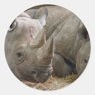 Sleeping Rhinos Stickers