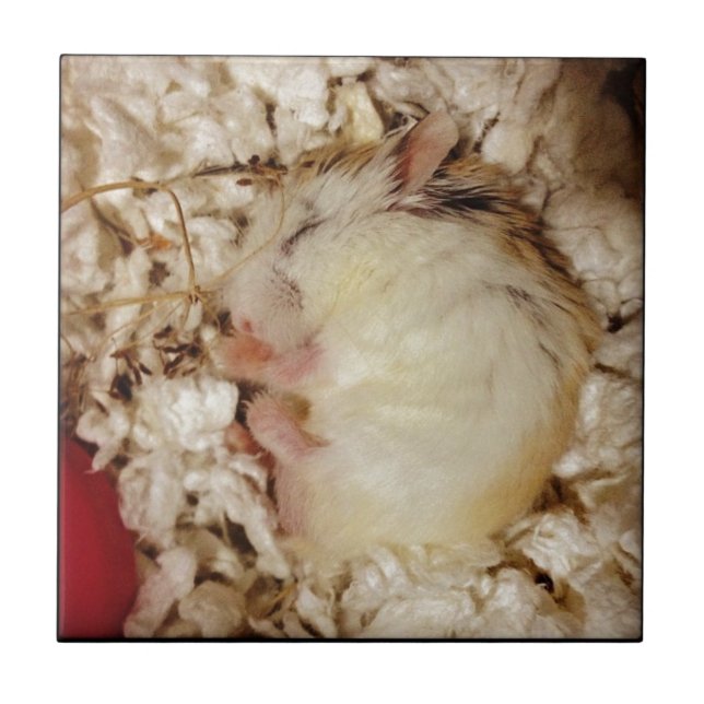 Sleeping Roborovski Hamster Tile (Front)
