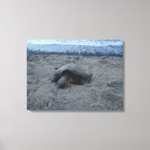 Sleeping sand turtle Kiholo Bay Hawaii canvas Print