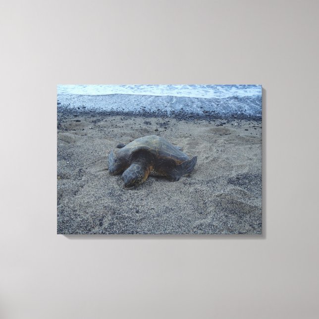 Sleeping sand turtle Kiholo Bay Hawaii canvas Print (Front)