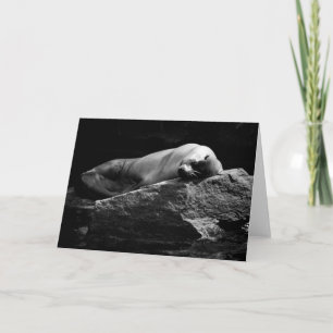 Sleeping Sea Lion .1778 Card