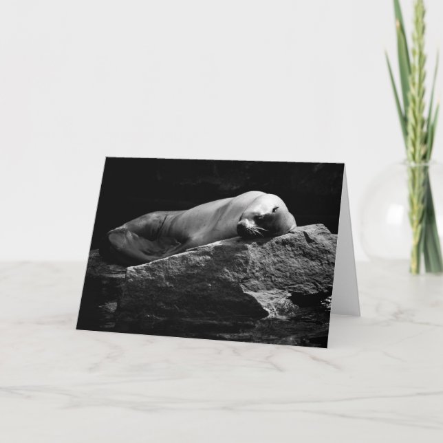 Sleeping Sea Lion .1778 Card (Front)