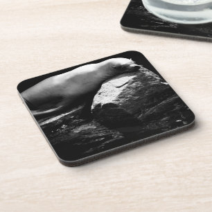 Sleeping Sea Lion .1781 Coaster