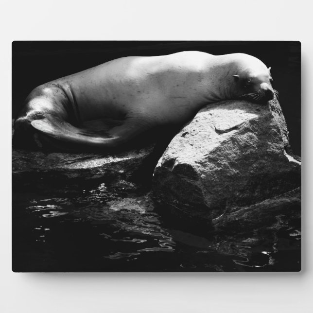 Sleeping Sea Lion .1781 Plaque (Front)
