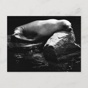 Sleeping Sea Lion .1781 Postcard