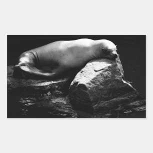 Sleeping Sea Lion .1781 Rectangular Sticker