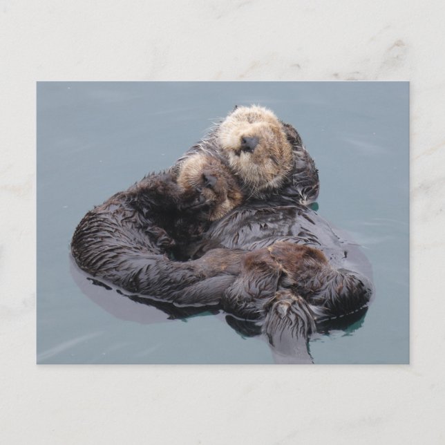 Sleeping sea otter mum and pup postcard (Front)
