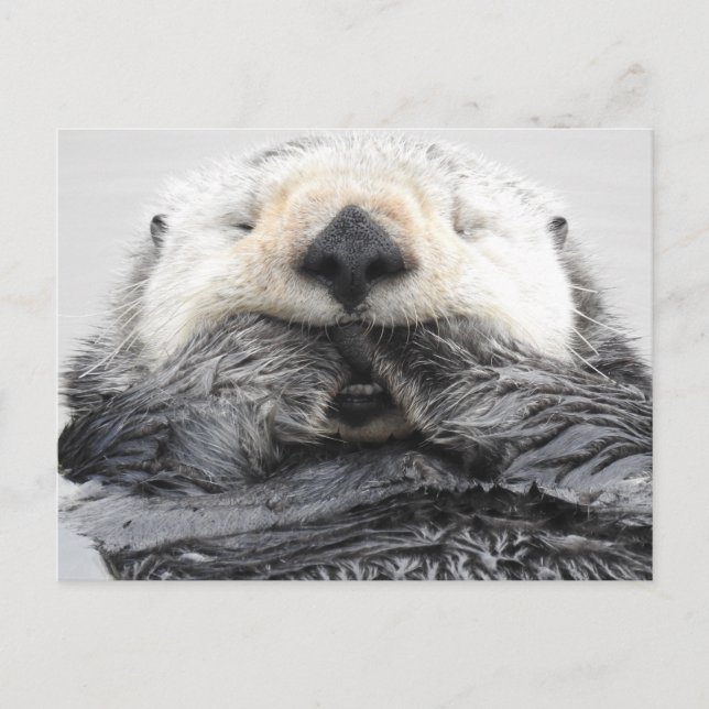 Sleeping Sea Otter Postcard (Front)