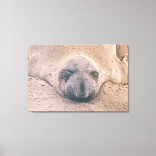 Sleeping Seal Canvas Print