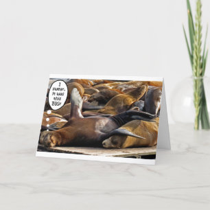 Sleeping Seal Dreams Big Card