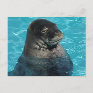 "SLEEPING SEAL" POSTCARD