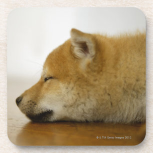 Sleeping Shiba-ken 2 Coaster