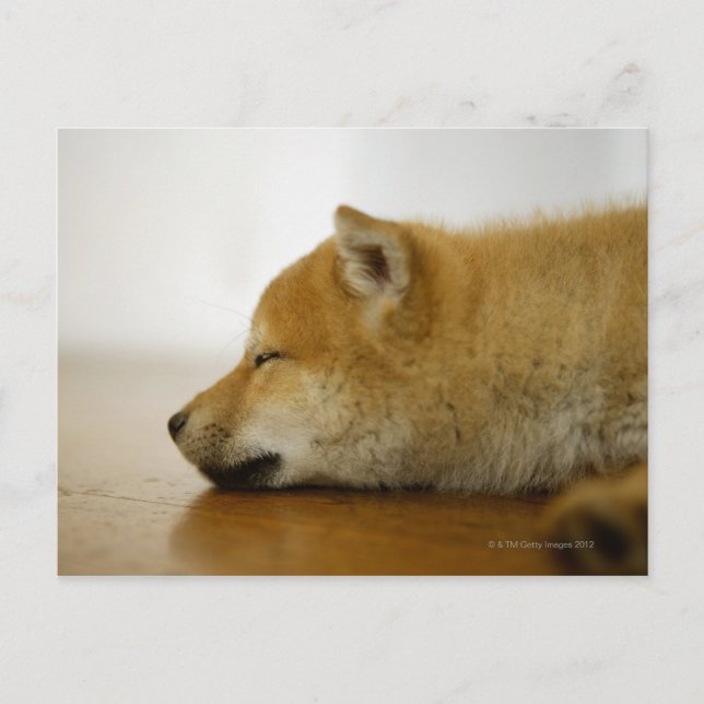 Sleeping Shiba-ken 3 Postcard (Front)