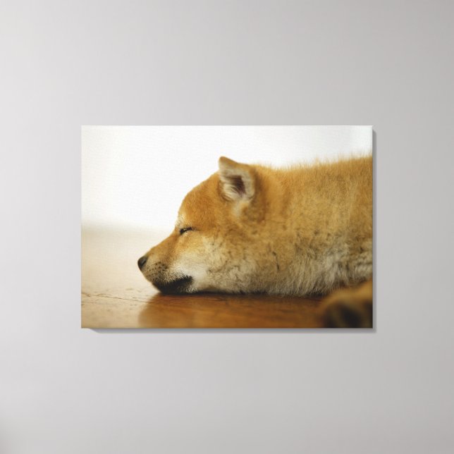 Sleeping Shiba-ken Canvas Print (Front)