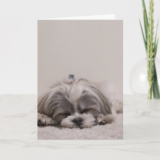 Sleeping Shih tzu Greeting Card, Sleeping Dog Card (Front)
