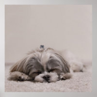 Sleeping Shih tzu Poster, Sleeping Dog