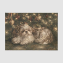 Sleeping Shih Tzu