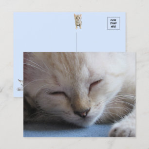Sleeping Siamese Kitten - Miss Winter Postcard