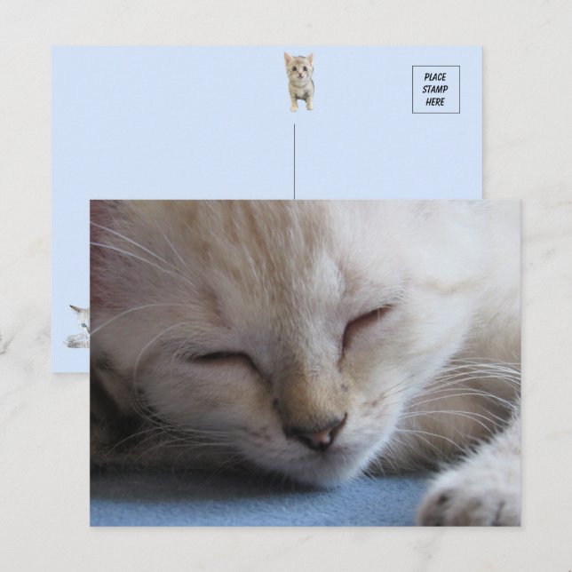 Sleeping Siamese Kitten - Miss Winter Postcard (Front/Back)