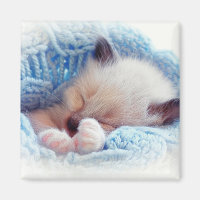 Sleeping Siamese Kitten Paws